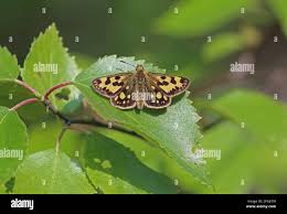 Attēlu rezultāti vaicājumam “Carterocephalus silvicolus”