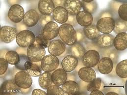 Attēlu rezultāti vaicājumam “Hymenostylium recurvirostrum macro”