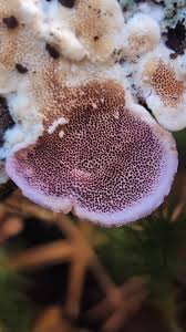 Attēlu rezultāti vaicājumam “Trichaptum abietinum”