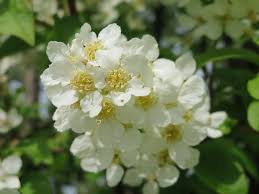 Attēlu rezultāti vaicājumam “Prunus padus var. roseiflora flower”