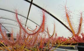 Attēlu rezultāti vaicājumam “Drosera x obovata leaf”