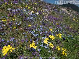 Attēlu rezultāti vaicājumam “Acinos arvensis flower”