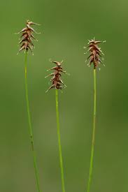 Attēlu rezultāti vaicājumam “Carex dioica”