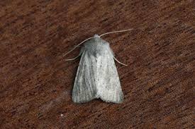 Attēlu rezultāti vaicājumam “Chortodes fluxa”