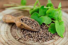 Attēlu rezultāti vaicājumam “Fagopyrum esculentum leaf”