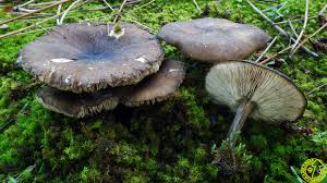 Image result for Melanoleuca rasilis var. pseudoluscina