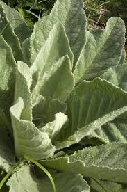 Attēlu rezultāti vaicājumam “Verbascum nigrum leaf”