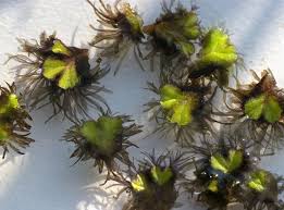 Attēlu rezultāti vaicājumam “Ricciocarpos natans”