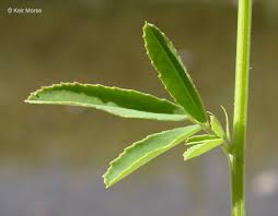 Attēlu rezultāti vaicājumam “Melilotus albus leaf”