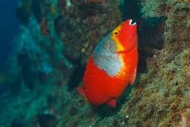 Image result for Sparisoma cretense