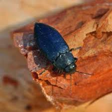 Attēlu rezultāti vaicājumam “Closterotomus biclavatus imago”