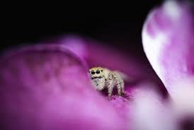 Attēlu rezultāti vaicājumam “Xanthogramma sp. male”