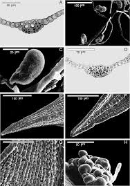 Attēlu rezultāti vaicājumam “Didymodon rigidulus sporophyte”