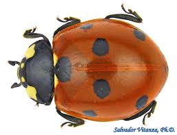 Attēlu rezultāti vaicājumam “Coccinella septempunctata”