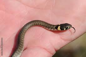 Image result for Ringelnatter
