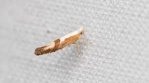 Attēlu rezultāti vaicājumam “Argyresthiidae”