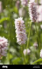 Attēlu rezultāti vaicājumam “Bistorta major leaf”