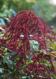 Attēlu rezultāti vaicājumam “Amaranthaceae”