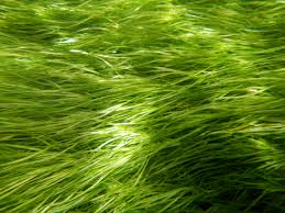 Attēlu rezultāti vaicājumam “Stuckenia pectinata”