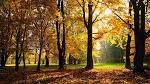 Wallpapers Backgrounds - Autumn 1366x768 wallpapers HD desktop (wallpapers nature autumn x assets size goodbye 1366x768 HD desktop dessko)