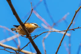 Attēlu rezultāti vaicājumam “Sitta europaea male”