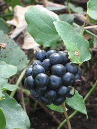 Attēlu rezultāti vaicājumam “Parnassia palustris fruit”