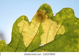 Attēlu rezultāti vaicājumam “Tischeria ekebladella”