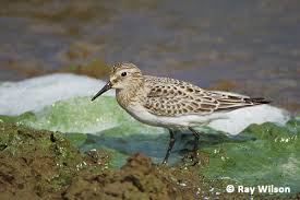 Image result for Calidris bairdii