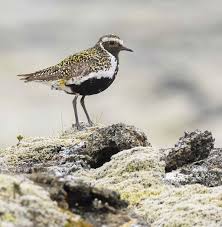 Attēlu rezultāti vaicājumam “Pluvialis apricaria”