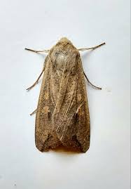 Attēlu rezultāti vaicājumam “Mythimna sp.”