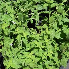 Attēlu rezultāti vaicājumam “Mentha x piperita”