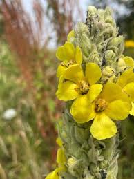 Image result for Verbascum densiflorum