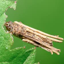 Attēlu rezultāti vaicājumam “Psyche casta larva”