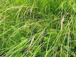 Attēlu rezultāti vaicājumam “Carex lasiocarpa fruit”