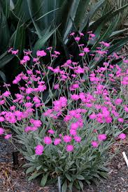 Image result for Lychnis coronaria