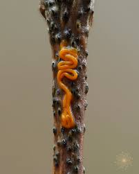 Attēlu rezultāti vaicājumam “Hemitrichia leiotricha macro”