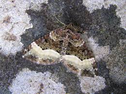 Attēlu rezultāti vaicājumam “Euphyia unangulata”