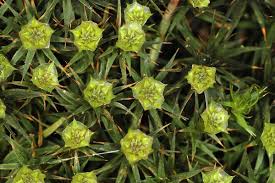 Attēlu rezultāti vaicājumam “Polytrichum juniperinum”