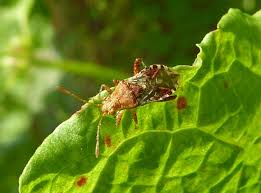 Attēlu rezultāti vaicājumam “Rhopalus maculatus imago”