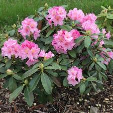 Attēlu rezultāti vaicājumam “rhododendron”