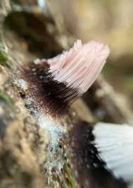 Attēlu rezultāti vaicājumam “Stemonitis axifera var. smithii macro”