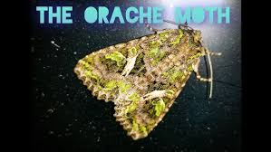 Attēlu rezultāti vaicājumam “Trachea atriplicis”