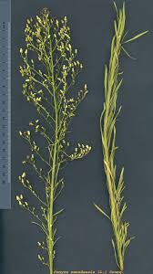 Attēlu rezultāti vaicājumam “Erigeron canadensis”