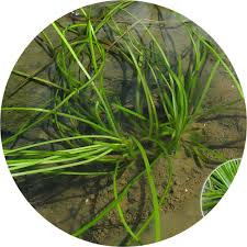 Attēlu rezultāti vaicājumam “Isoetes echinospora leaf”