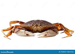 Image result for Metacarcinus magister