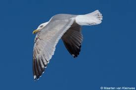 Attēlu rezultāti vaicājumam “Larus argentatus adult”