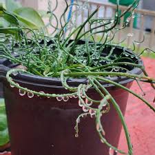 Attēlu rezultāti vaicājumam “Juncus alpinoarticulatus leaf”