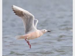 Image result for Chroicocephalus genei