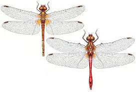 Attēlu rezultāti vaicājumam “Sympetrum sanguineum male”