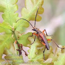 Attēlu rezultāti vaicājumam “Stenocorus meridianus”